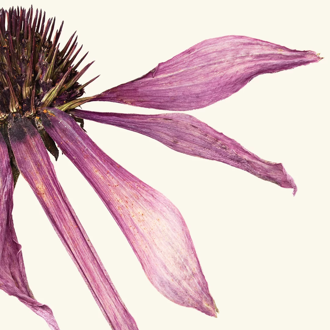 Frantsila Auringonhattu-uute; lähikuva kuivatusta violetista auringonhatun kukasta (Echinacea), haalistuneet kuihtuneet violetit terälehdet ja tekstuurinen, piikikäs ruskea keskusmykerö; ei pakkausta tai etikettitekstiä näkyvissä; kuvassa vaalea, yksivärinen tausta ilman näkyviä varjoja; ei ihmisiä eikä käsiä kuvassa; kukan osien pinta mattaa ja luonnollinen.