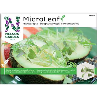 Nelson Micro Leaf Sareptansinappi; MicroLeaf-sinapinversoja kasvamassa halkaistun avokadon päällä, koristeltuna puutarhatuoreilla vihreillä lisukkeilla, taidokkaasti aseteltuna lautaselle eloisien viipaloitujen vihannesten kera; lautanen valkoinen, pyöreä ja mattapintainen; siemenpussin brändaus ja kasvitiedot näkyvissä selkeällä groteskitypografialla; neutraali tausta, ylhäältä kuvattu, ei ihmisiä tai käsiä.