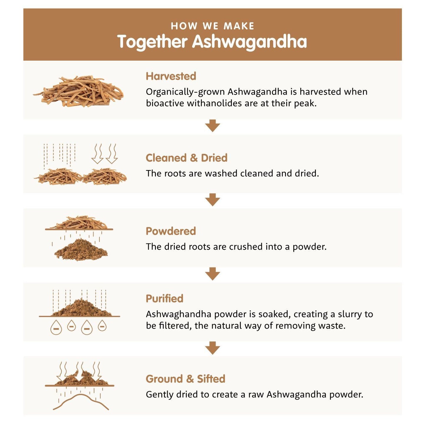 Together Health Ashwagandha; vaiheittainen infografiikka ashwagandhan valmistusprosessista: korjuu, puhdistus ja kuivaus, jauhaminen, puhdistus liottamalla ja suodattamalla sekä lopuksi hienojakoinen jauhatus ja seulonta adaptogeeniseksi jauheeksi; jokaisella vaiheella oma paneeli tai kuvake; neutraali väripaletti ja groteskitekstiset merkinnät; ei ihmisiä kuvassa, litteä digitaalinen kuvitustyyli.