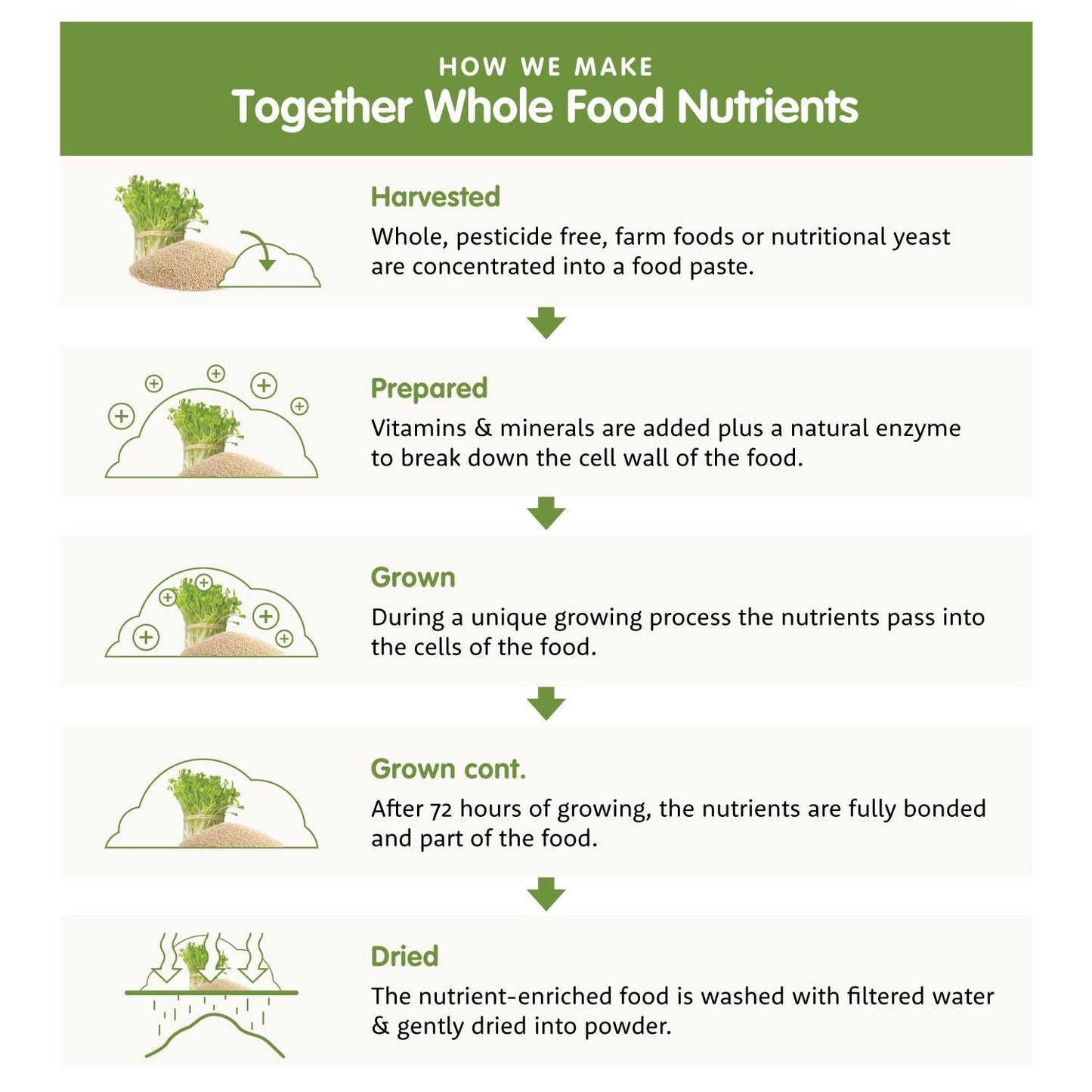 Infographic with green icons displays a step-by-step process, including text stating: harvested, prepared with vitamins, grown for 72 hours, nutrients fully bonded, then dried and washed before finishing. Diagram uses simple line art and sans-serif font. Background is white; layout is vertical. No people or product packaging shown. A step-by-step infographic explains how whole food nutrients are made: harvested, prepared with vitamins, grown for 72 hours, nutrients fully bonded, then dried and washed