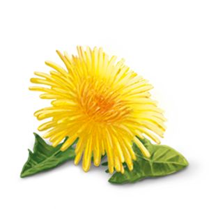 YogiTea Luomu Alkaline Herbs tee; eloisa keltainen voikukka ohuine terälehtineen ja kahdella vihreällä lehdellä valkoisella taustalla; yksittäinen kukka, luonnollinen kasvimateriaali, ei pakkausta tai merkintöjä; studiotyylinen kuva vaalealla taustalla, ei ihmisiä tai käsiä; kukka ja lehdet selkeästi eroteltuna, kuvattu läheltä ylhäältäpäin.