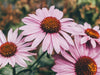 Vaaleanpunaisia echinacea-kasveja eli punahattuja niityllä