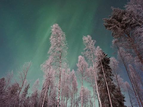 Koivumetsää ja revontulia taivaalla