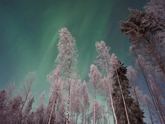 Koivumetsää ja revontulia taivaalla