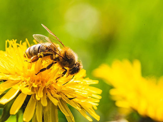Bee Venom – luonnon oma botox