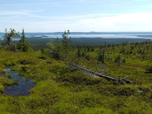 Hiilivapaat toimitukset ympäristön hyväksi
