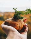 Natura Media Maca; punalakattu käsi pitelee tuoretta nauriista, jossa valkoista ja violettia kuorta ja kirkkaanvihreät lehdet; kuvattu ulkona, tausta epätarkka lämpimin syksyisin sävyin; tarkennus on kädessä ja nauriissa, eikä kuvassa näy pakkausta, etikettejä tai tekstiä.