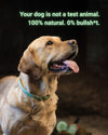 Tassu Foods Tuoksusuihke: iloinen kultainennoutaja vihreässä pannassa katsoo ylös; kuvan päällä lihavoitu suuri valkoinen teksti: "Your dog is not a test animal. 100% natural. 0% bullsh*t. Natural care for your best friend."; tausta on sisätila neutraaleissa sävyissä; tuotteita, pakkauksia tai ihmisten käsiä ei näy kuvassa.