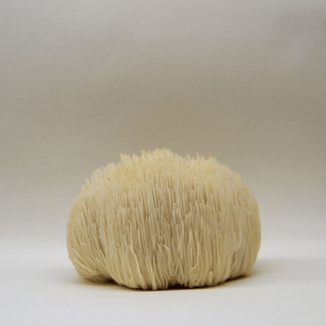 KÄÄPÄ Mushrooms Luomu Lion's Mane sieniuute; kokonainen siilikääpä lepää valkoisella taustalla, esitellen pörröisiä, valkoisia ja hiuksenkaltaisia piikkejään huomattavan tekstuurin kera; sieni leikkaamaton ja pakkaamaton, väri tasaisen luonnonvalkoinen läpi kuvan; pinnalla pitkiä, ohuita, tiheästi pakattuja säikeitä eikä näkyvää vartta tai juurta; valaistus kirkas ja neutraali; ei ihmisiä tai käsiä kuvassa.