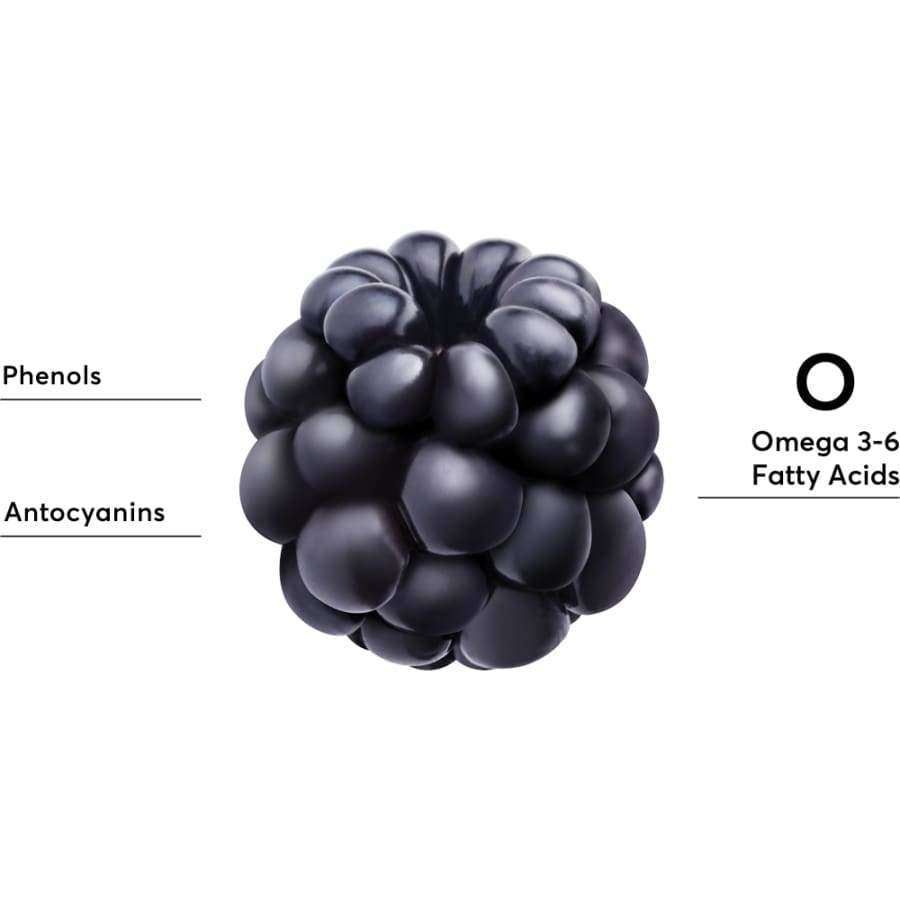 Lähikuva karhunvatukasta merkintöineen: "Phenols", "Antocyanins" ja "Omega 3-6 Fatty Acids"; tummanvioletti kiiltäväpintainen hedelmä, valkoinen tausta, groteskiteksti