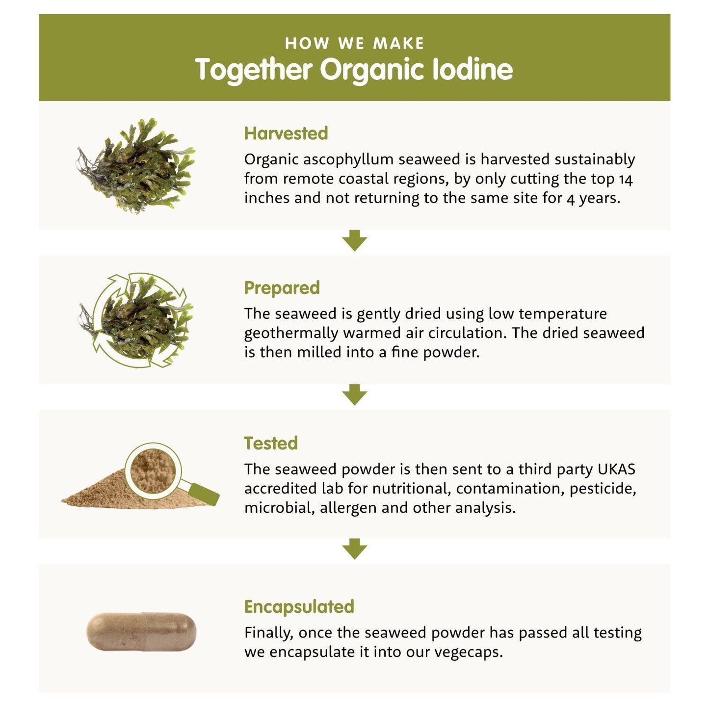 A step-by-step infographic showing how natural iodine is made from seaweed: harvesting, preparing, testing, and encapsulating, with supporting images for each stage. Layout is vertical with four rectangular sections separated by lines. Each section contains a simple flat graphic illustration representing a stage of the process. Background is white. No people or hands present. Minimal sans-serif text labels each step in black font. No product packaging shown.