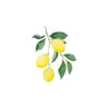 Weleda Citrus Refresh Suihkuvoide-Weleda-Hyvinvoinnin Tavaratalo