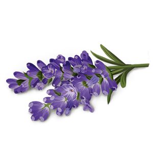 YogiTea Luomu Alkaline Herbs tee; kuvitus laventelinoksasta violetein kukin ja vihrein lehdin vaalealla taustalla; ei pakkausta, etikettejä tai tekstiä; mattavärit violetissa ja vihreässä, oksa esitetty tiheine pienine kukkineen ja kapeine lehtineen; ei ihmisiä tai käsiä.