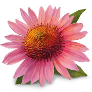 YogiTea Luomu Immune Support tee; vaaleanpunainen kartioauringonhattu terävine terälehtineen ja piikikkäine oranssin-ruskeine keskuksineen vaaleaa taustaa vasten, seuranaan kaksi eloisan vihreää lehteä; kukan terälehdet pitkulaisia ja hieman kaartuvia; kukan keskuksen pinta karkeatekstuurinen; ei pakkausta tai näkyvää tekstiä; ei ihmisiä, käsiä tai muita esineitä kuvassa.