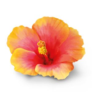 Yksittäinen hibiskuksen kukka, jonka kirkkaan keltaiset terälehdet vaihtuvat elävän pinkkiin keskustaan, sekä näkyvä trooppinen heteniputki; ei pakkausta, etikettejä tai tekstiä; kuva rajattu tiiviisti kukkaan neutraalia taustaa vasten, pinta luonnollisen mattamainen, ei ihmisiä tai käsiä näkyvissä.