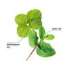 Kaksi vihreää oksaa esillä; vasemmassa yläkulmassa merkintä Peppermint oil, jossa tekstuurisia pyöreähköjä lehtiä, oikeassa alakulmassa merkintä Mint oil sileämmillä ja pitkulaisilla lehdillä varren varassa; ei pakkausta tai säiliöitä näkyvissä; tausta yksinkertainen ja vaalea; merkinnät yksinkertaisella mustalla tekstausvapaalla fontilla; ei ihmisiä tai käsiä kuvassa.