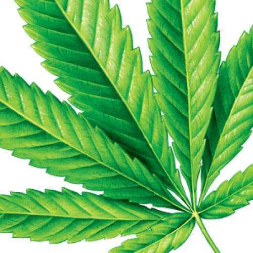 Ecodenta Multifunctional Hamppuhammastahna; lähikuva eloisan vihreästä kannabislehdestä sahalaitaisin reunoin valkoista taustaa vasten; lehti korostuneine suonineen ja terävine kärkineen, pinta mattainen; ei näkyvää pakkausta, etikettejä tai tekstiä; ei ihmisiä tai käsiä kuvassa; kuva selkeän studiotyylinen.