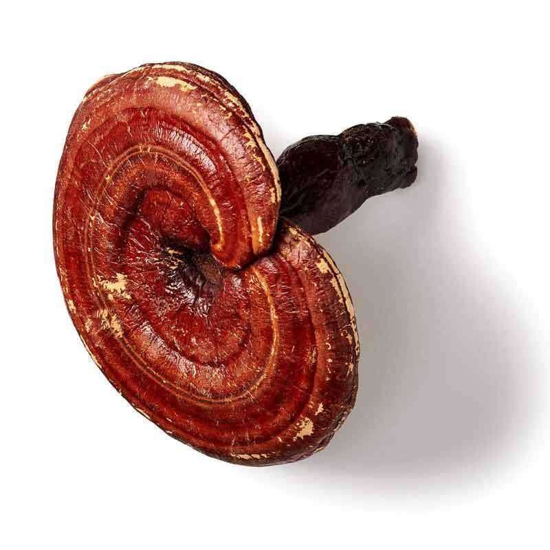 Yksittäinen reishi-sieni kiiltävän punaruskealla lakilla ja tummalla, tekstuurisella jalalla valkoisella taustalla, korostaen sen omintakeista ulkonäköä; lakin pinta kiiltäväpintainen ja näyttää samankeskisiä väriruutuja punaoranssin ja keltaruskean sävyin; jalka tukeva ja lähes musta; ei pakkausta tai tekstiä näkyvissä; ei ihmisiä tai käsiä kuvassa.